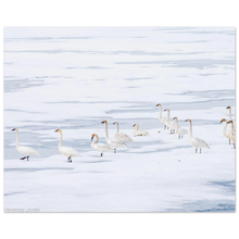 Load image into Gallery viewer, 2ab97075-f23a-4396-a0c5-a336ac31fd7b