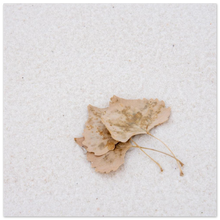 Load image into Gallery viewer, 538affb9-dbc3-4b62-88dc-93bcbc435140