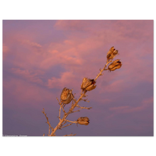 Load image into Gallery viewer, c26bb134-9e23-49d6-bc3e-ec2498a4d4d4
