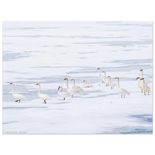 Load image into Gallery viewer, cb4b5d15-ed09-4cda-8713-7afd229fb294