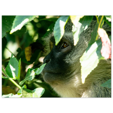 Load image into Gallery viewer, 06be0116-eb8c-4b85-8ad5-e17a978f84c0
