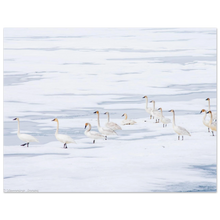 Load image into Gallery viewer, 2f3b545a-4386-4d98-bbd4-eecbec73883d
