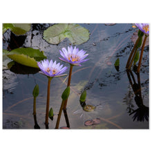 Load image into Gallery viewer, dbe7d547-45db-4d1e-bdea-194f35f94300
