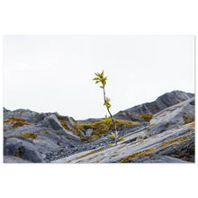 Load image into Gallery viewer, fa1ad4b7-9b24-44bb-8906-17e0b76fadb8
